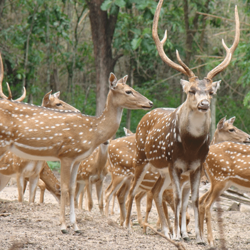 Deer grazing in South Delhi Deer Park